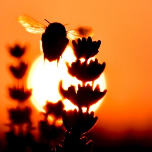 W promieniach słońca...